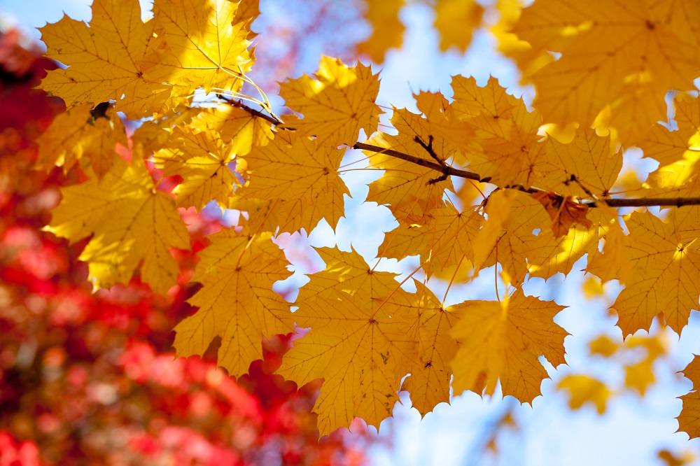 Maple Leaves, yellow leaves, fall, image