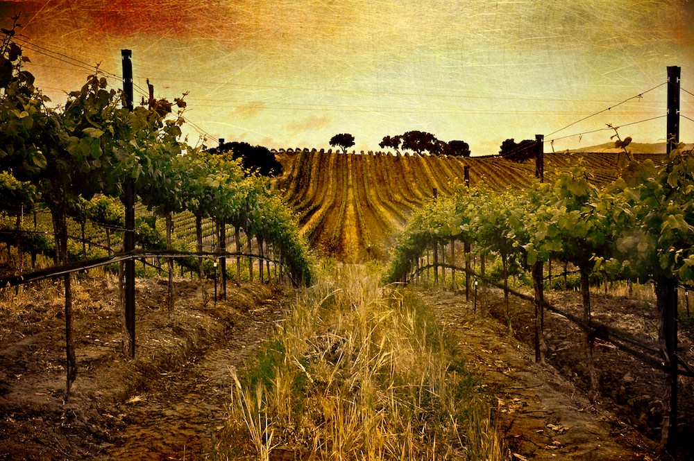 sunset vineyard picture