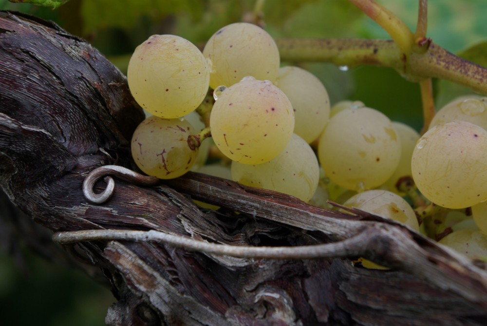 white grapes growing on grapevine, Original Photo (c) Ben Gatrelle