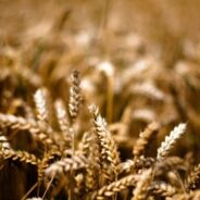 Grace and Judgment in The Parable of the Wheat and the Tares