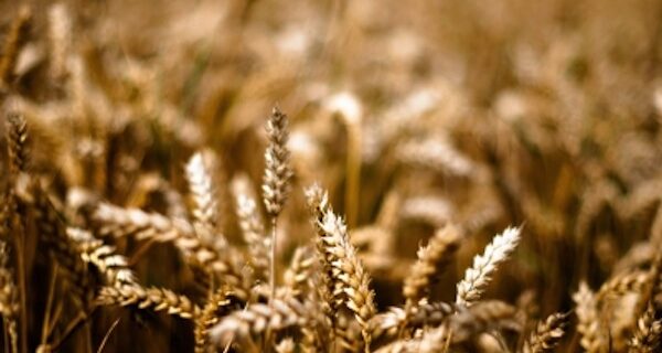 Grace and Judgment in The Parable of the Wheat and the Tares